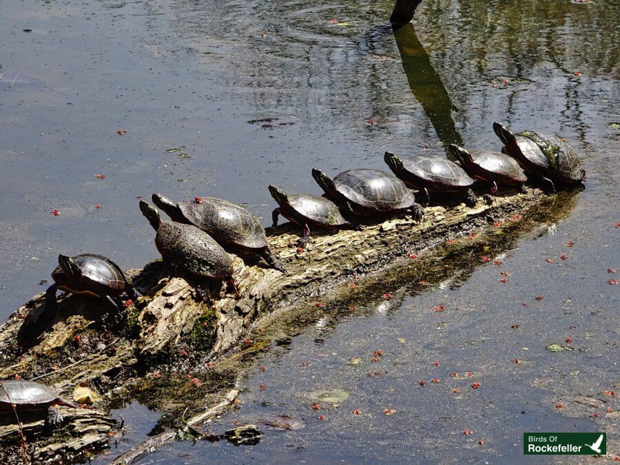 A group of turtles are sitting on a log in the water.