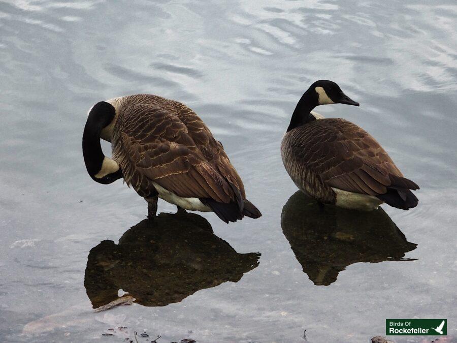 Two canadian geese standing in the water.