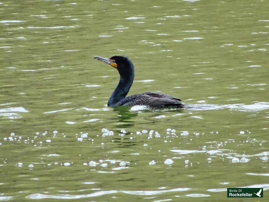 A bird swimming in a body of water.