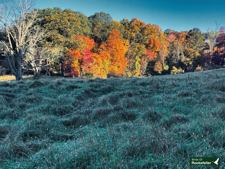 A man is riding a horse in a grassy field.