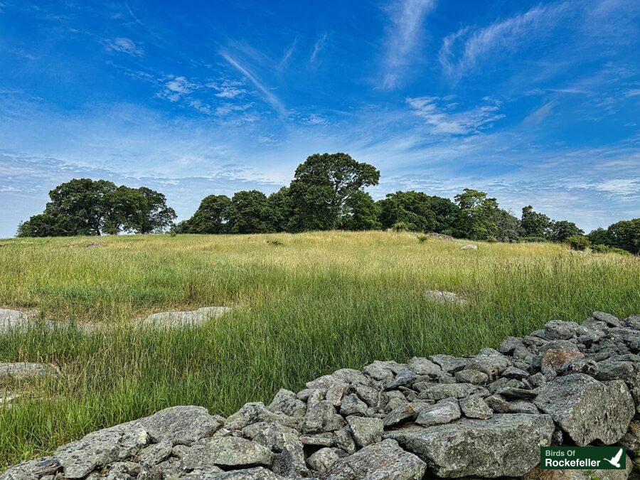 A grassy field with a stone wall and blue sky.