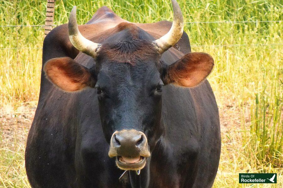 A black cow with horns standing in a field.