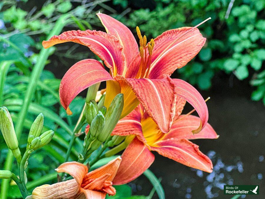 Two orange lilies near a body of water.