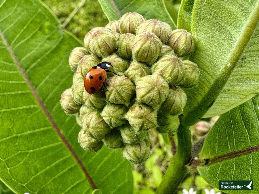 A ladybug sits on top of a plant with green leaves.