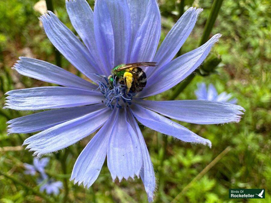 A bee is sitting on a blue flower.