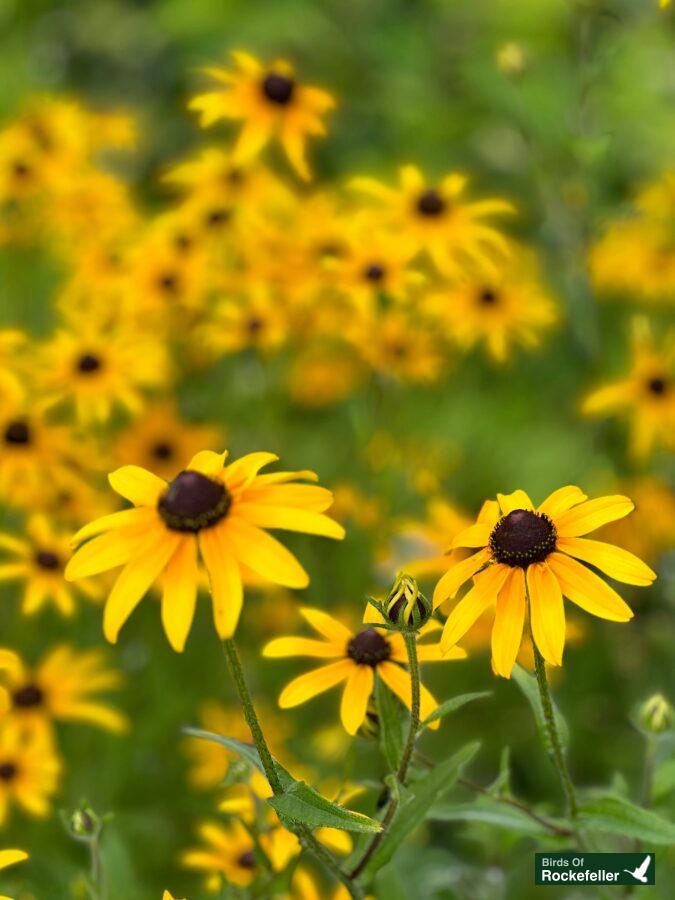 Black eyed susan.