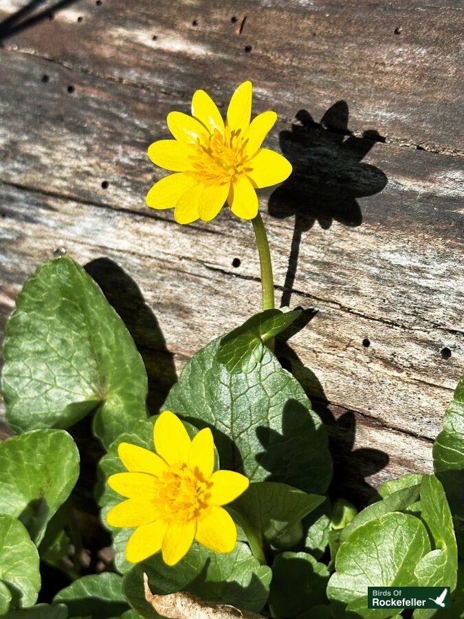 Two yellow flowers growing on a wooden surface.