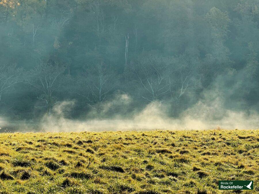 A horse is standing in a field with mist in the background.