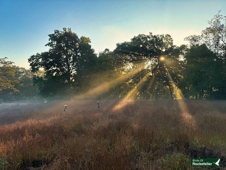 Sunrise over a grassy field with trees in the background.