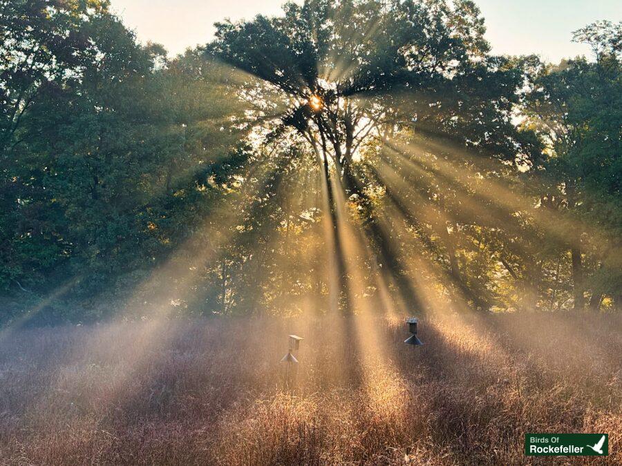 The sun rays are shining down on a grassy field.