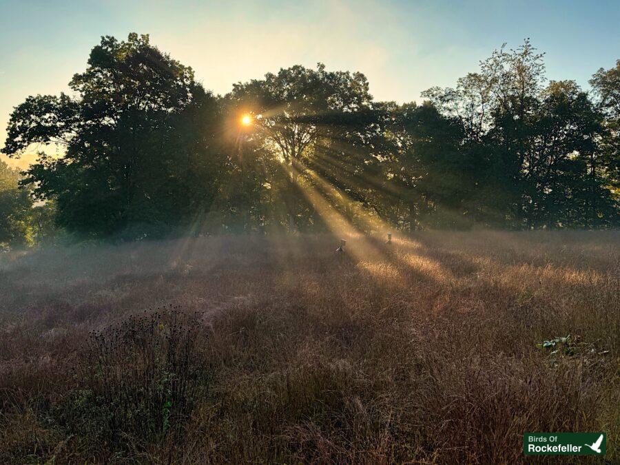 Sunrise over a grassy field with trees in the background.