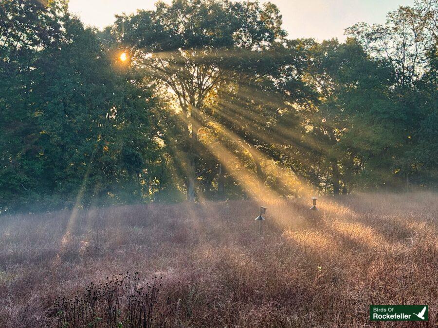 Sunrise over a grassy field with trees in the background.