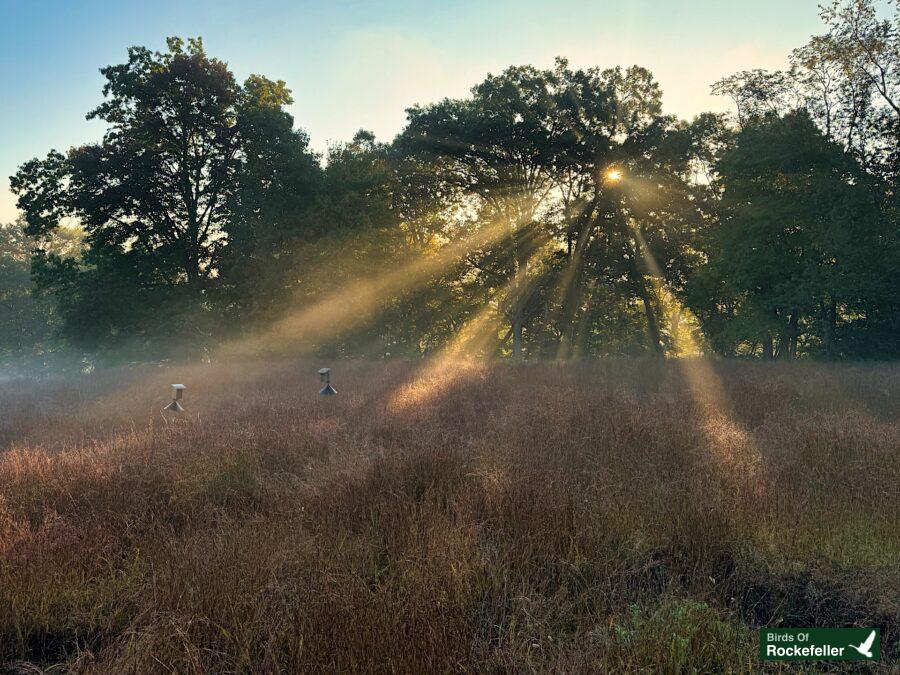 Sunrise over a grassy field with trees in the background.