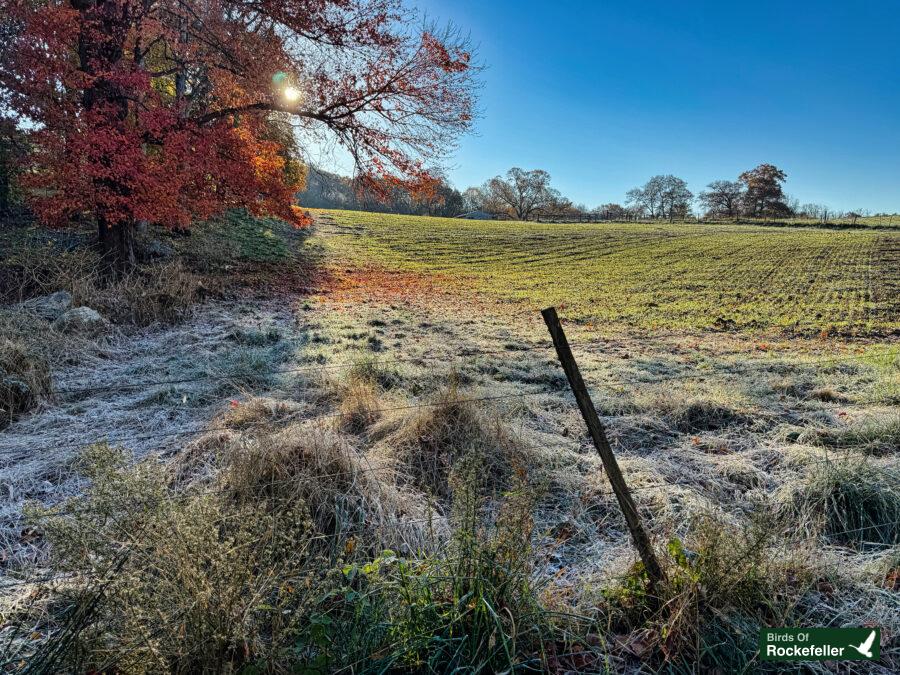 A frosty field with a tree in the background.