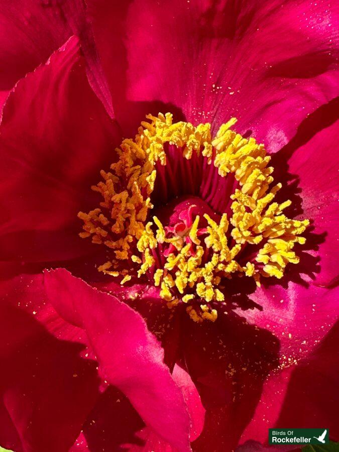 A close up of a red peony flower.