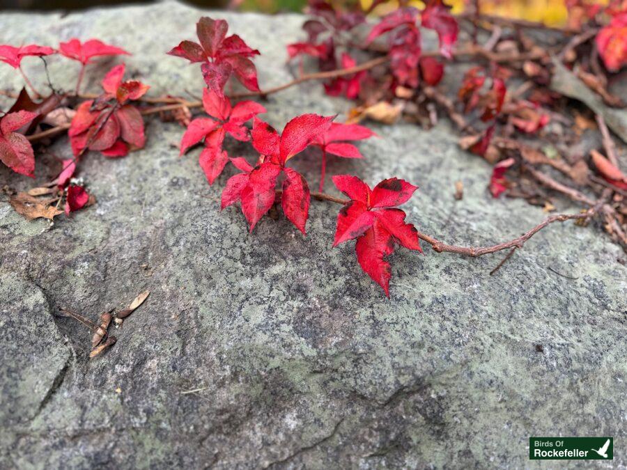 Red leaves growing on a rock.