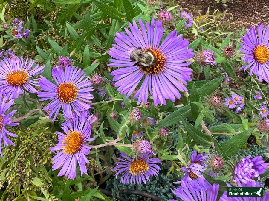 Purple flowers with a bee on them.