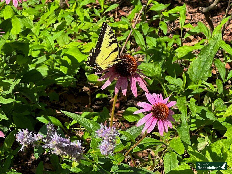 A butterfly perched on a flower.