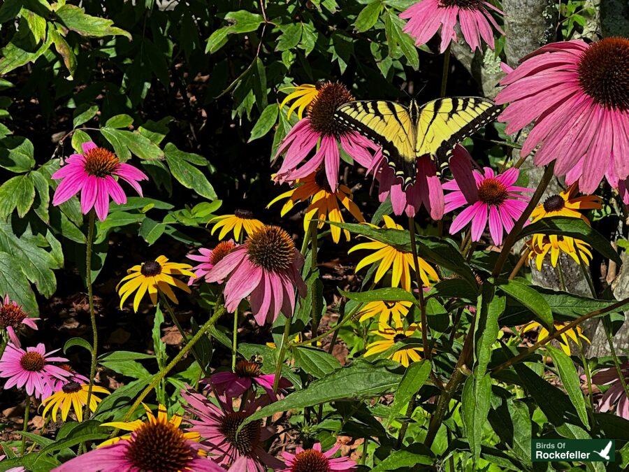 A yellow and black butterfly on a flower.