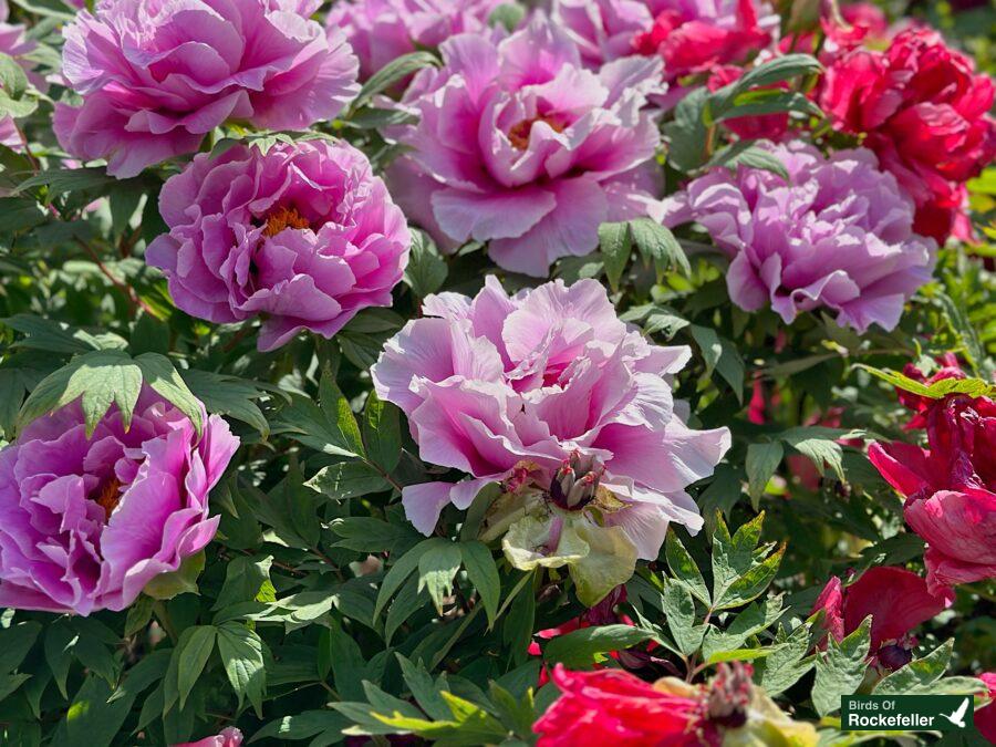 Peonies blooming in a garden.