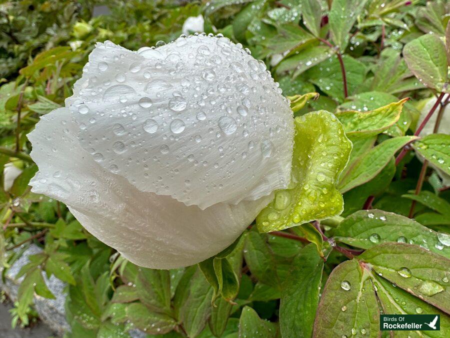 A white peony with water droplets on it.