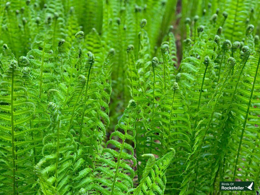 Ferns growing in a field.