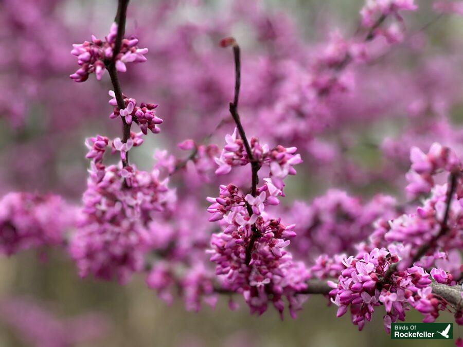 A close up of pink flowers on a tree.