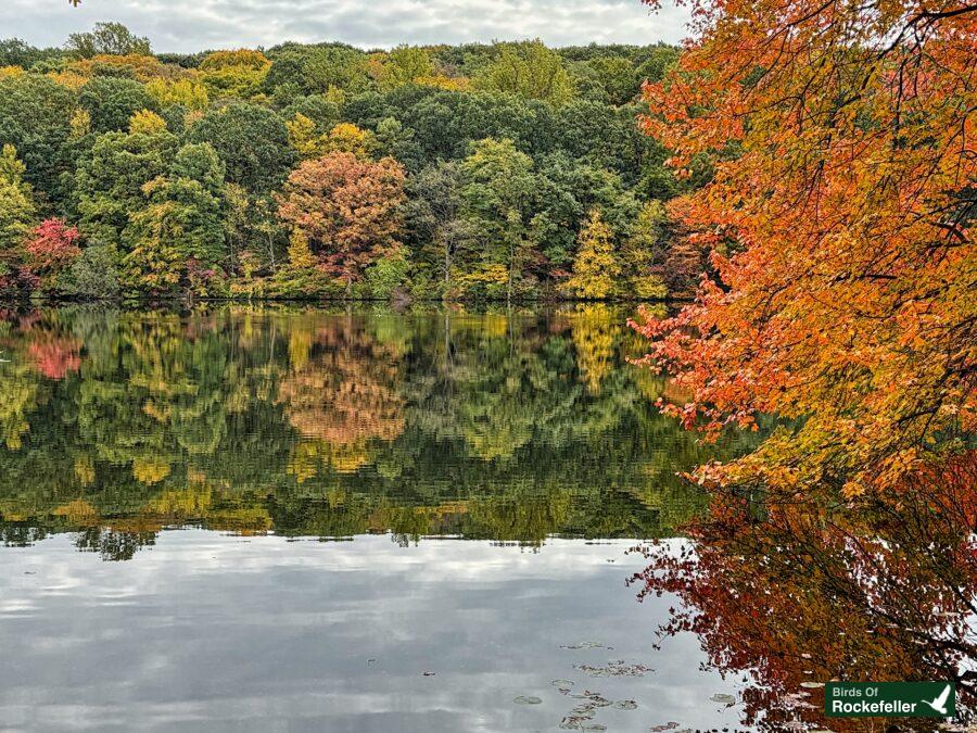 Fall foliage reflected in a lake.