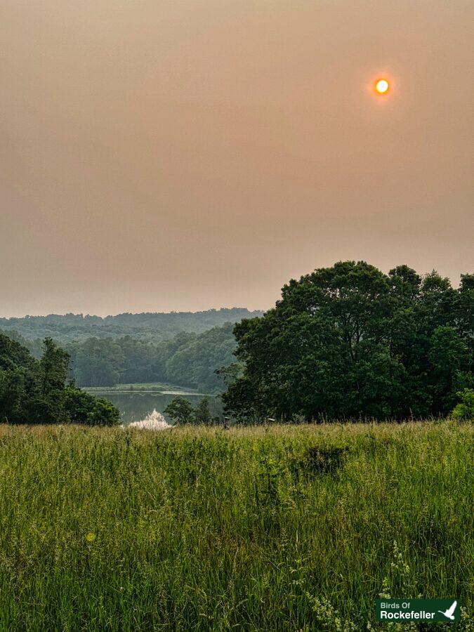 The sun is setting over a grassy field with trees in the background.