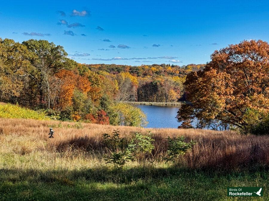 A person is standing in a field next to a lake.