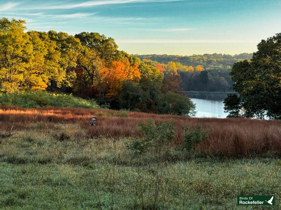 A view of a field sloping down to a lake