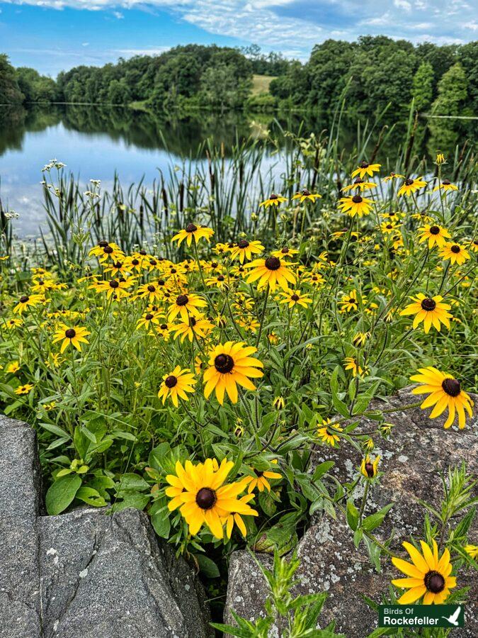 Black eyed susan flowers by the lake.