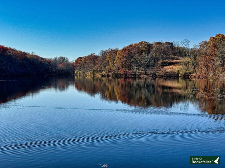 A lake surrounded by trees and a blue sky.