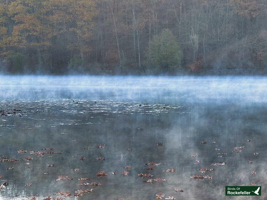 Mist rising from a lake in a wooded area.