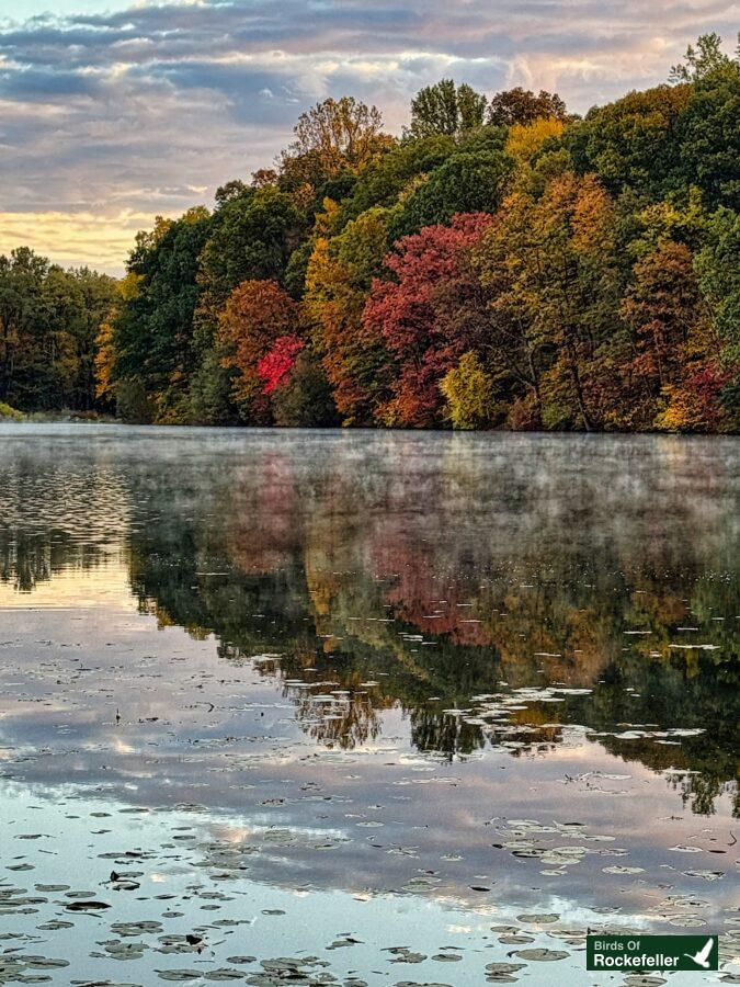 A lake surrounded by trees and a misty morning.