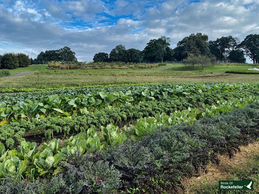 A field of vegetables in a field under a cloudy sky.