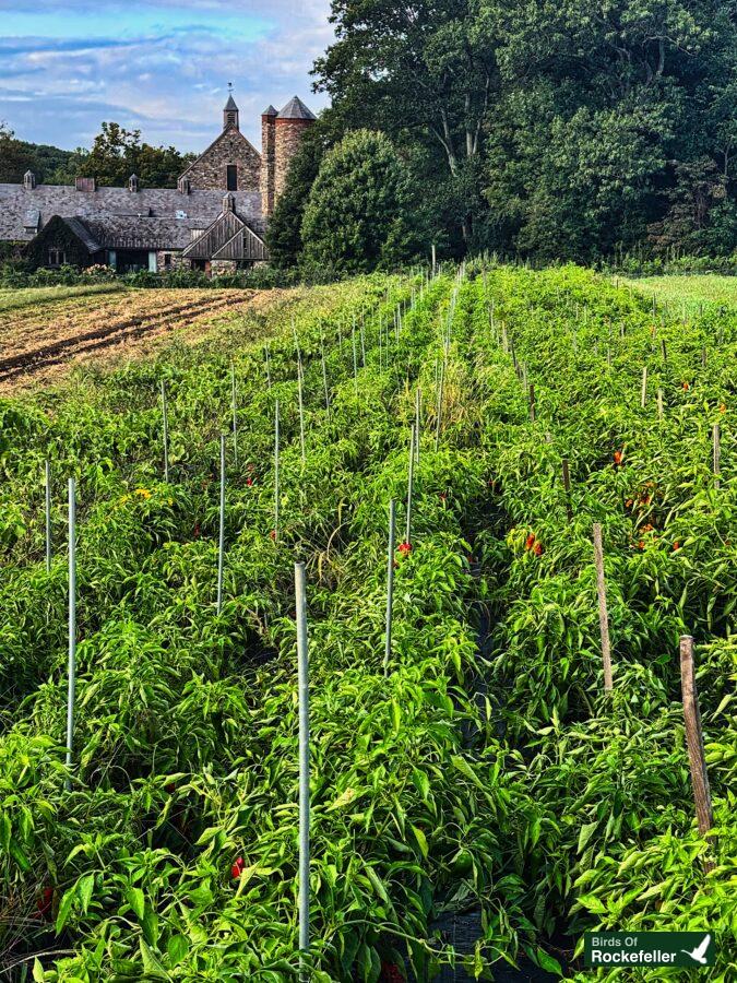 A field of tomatoes in a field with a castle in the background.