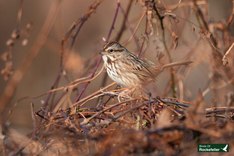 A bird is standing in a field.