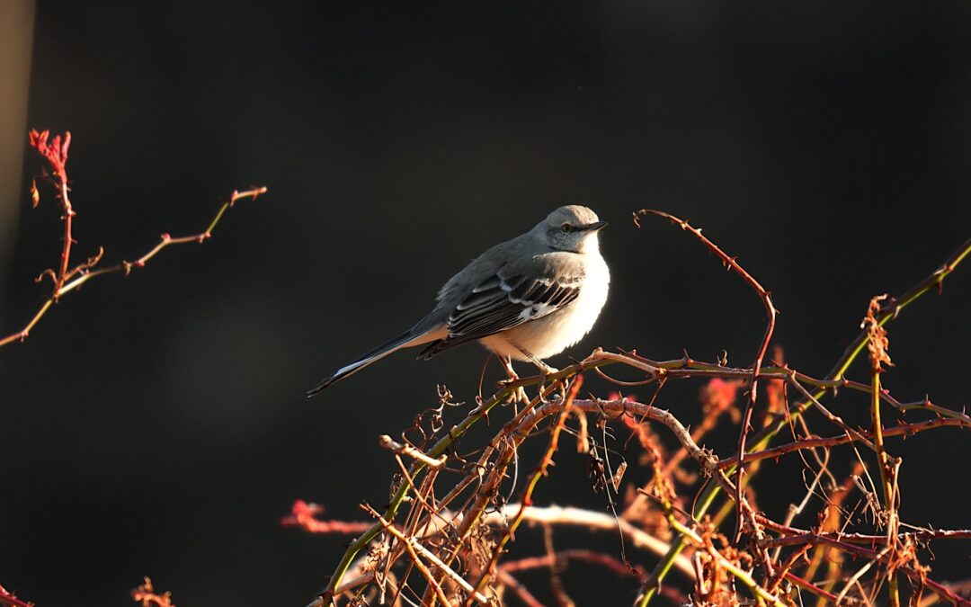 Northern Mockingbird – Rockefeller State Park Preserve