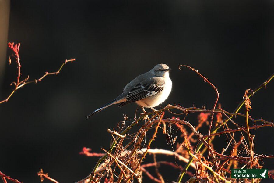 A bird is sitting on a branch.