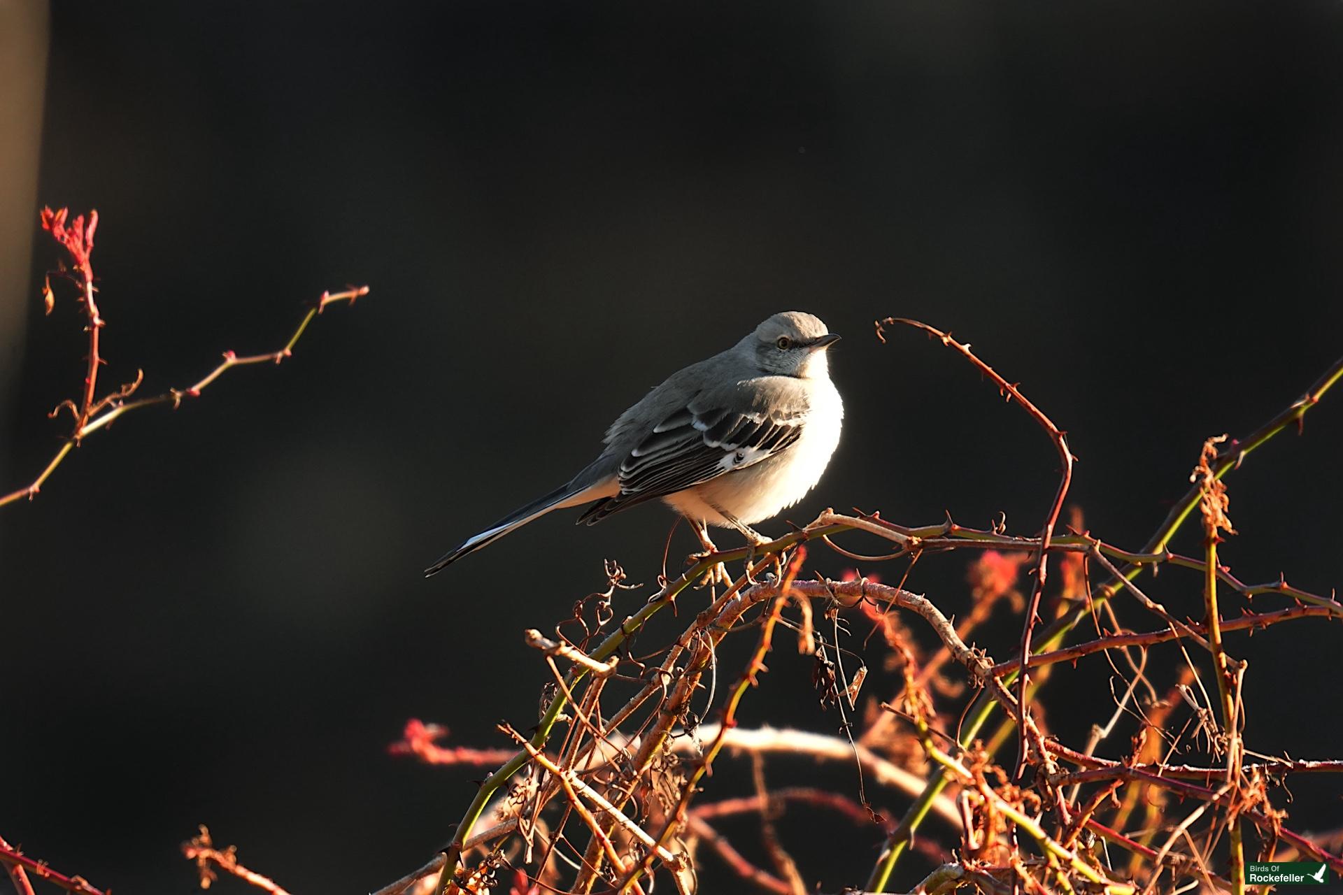 A bird is sitting on a branch.