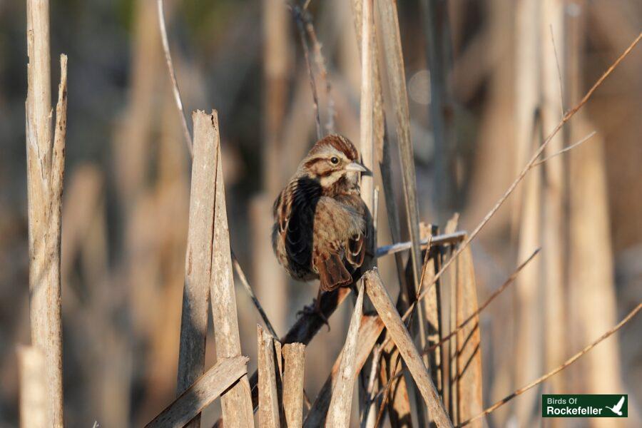 A bird perched on a branch of reeds.