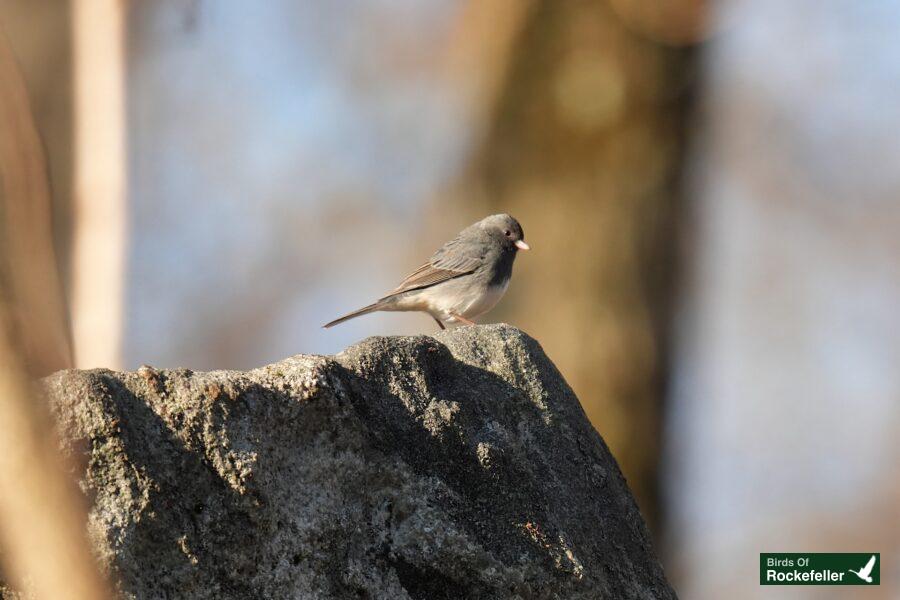 A gray bird is sitting on a rock in the woods.