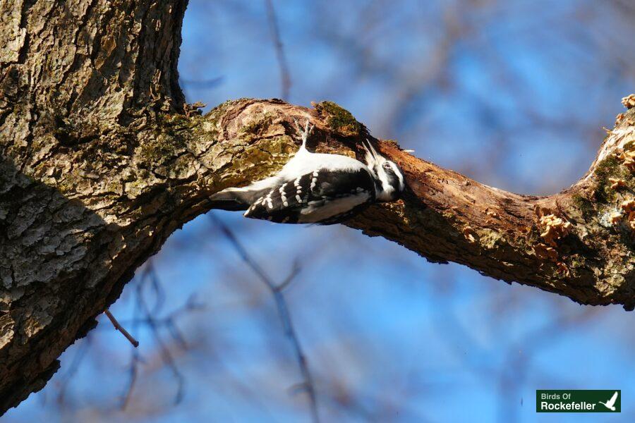 A white and black bird perched on a tree branch.