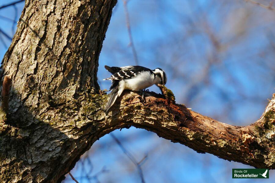 A white and black bird perched on a tree branch.