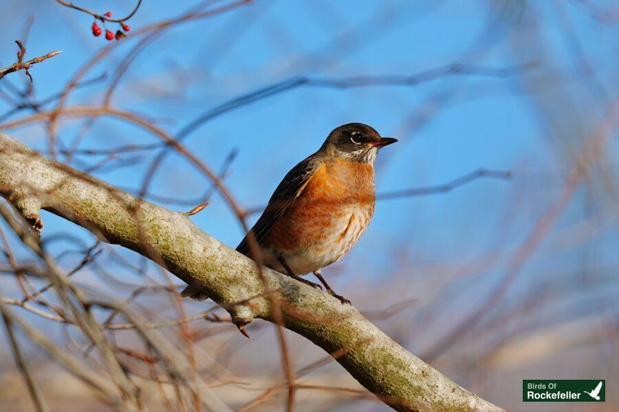 A bird perched on a branch.