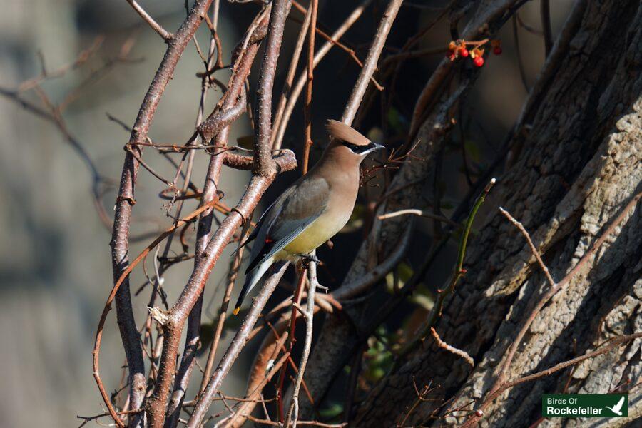 A bird perched on a branch of a tree.