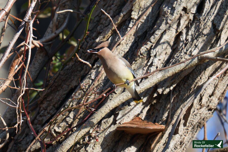 A bird perched on a tree branch.