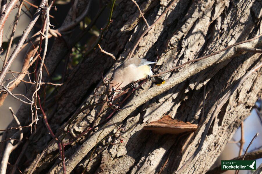 A bird perched on a tree branch.