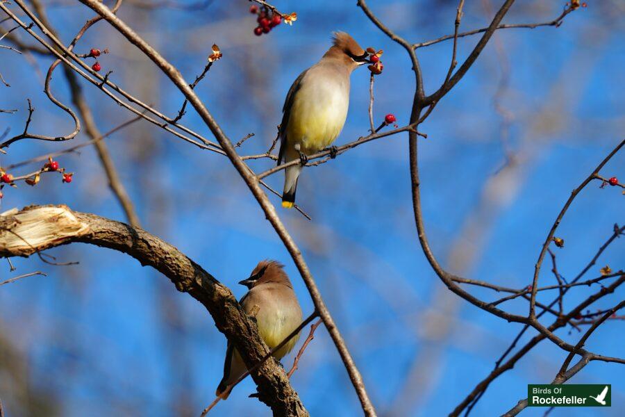 Two birds perched on a bare tree branch.